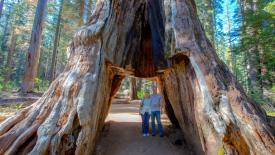 sequoia-1.jpg