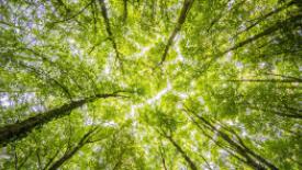 sierra-timber-products-article.jpg