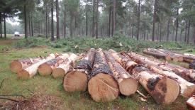 south-american-pine-plantations.jpg