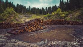 stock-forest-logs.jpg