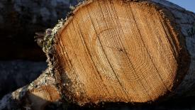 stock-hardwood-oak.jpg