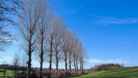 stock-poplar-trees.jpg