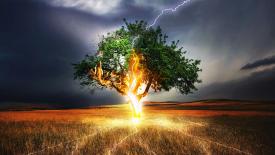 stock-tree-lightning.jpg