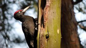 stock-woodpeckers.jpg