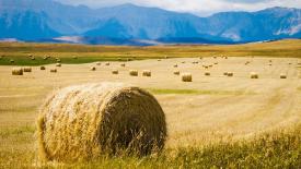 straw-bales.jpg