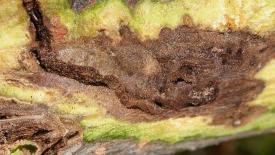 thousand-cankers-disease-walnut.jpg