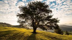 tree-dna-analysis.jpg