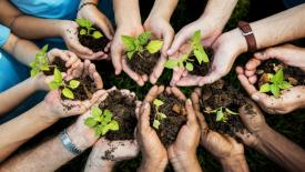 trees-for-the-future.jpg