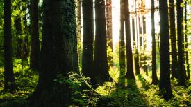 trees-in-sunlight.jpg