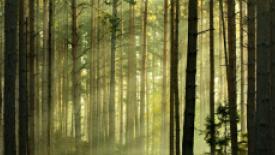 understanding-wood-press-release-hero.jpg