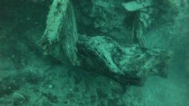 underwater-forest-1.jpg