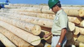 westervelt-lumber.jpg