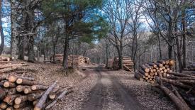 wood-stock-sawmill.jpg