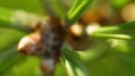 pine.closeup.jpg