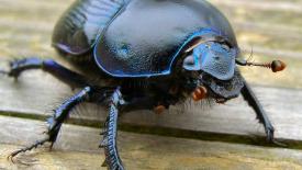 purple-beetle-2-1504033-638x462.jpg
