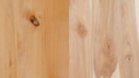 red_alder_paper_birch.jpg