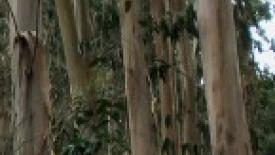 scs-global-sustainable-image-145.jpg