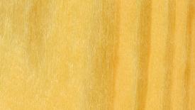 longleaf-pine.jpg