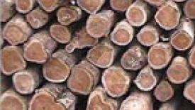 Red Oak, Ash, Yellow Birch Sales Trends