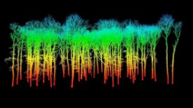 tree-laser-scan-1.jpg