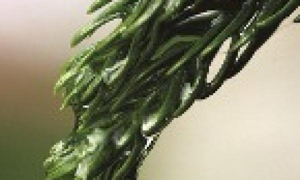 Boise-Evergreen-thumb.jpg