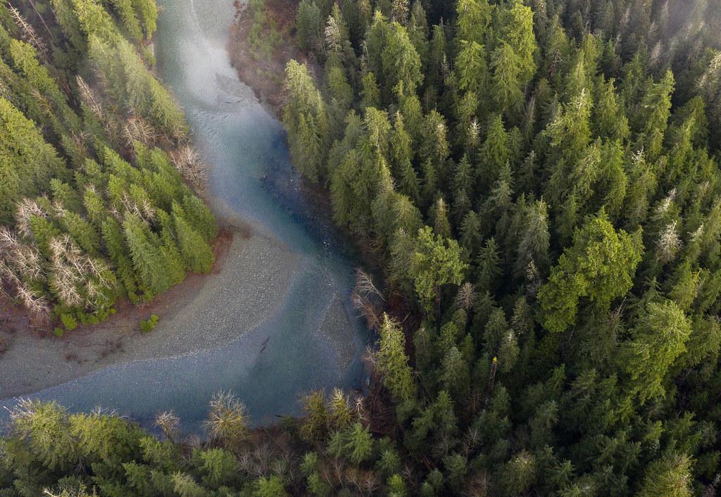 British Columbia Old Growth Forests