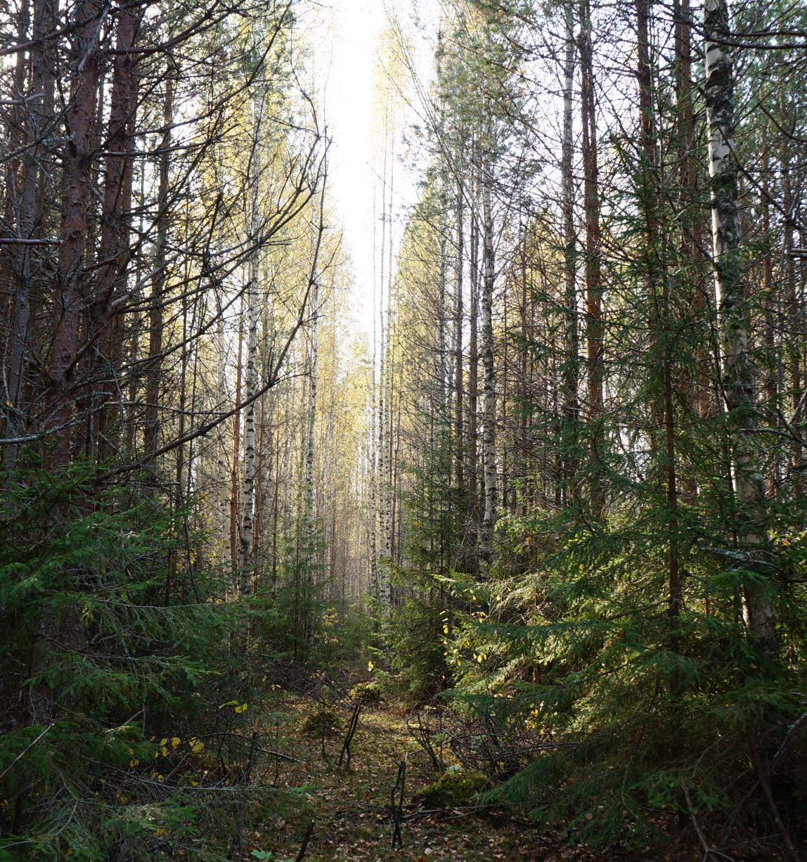 FSC stops certifying Russian forests