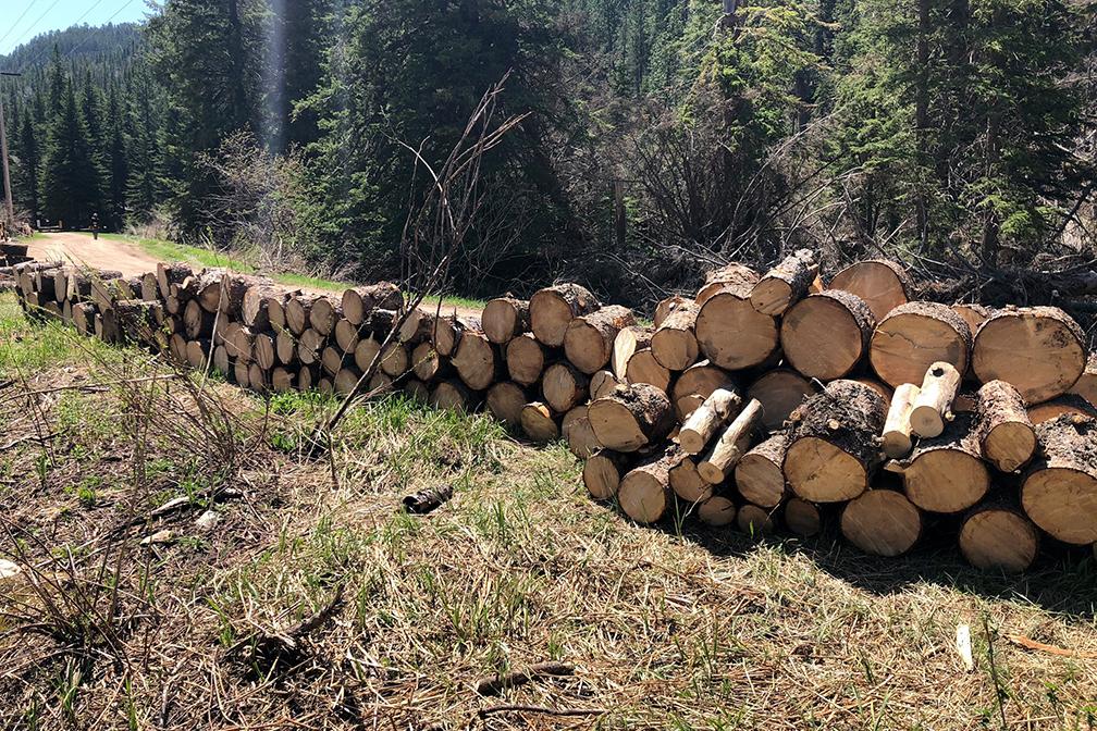 Black Hills National Forest timber sales