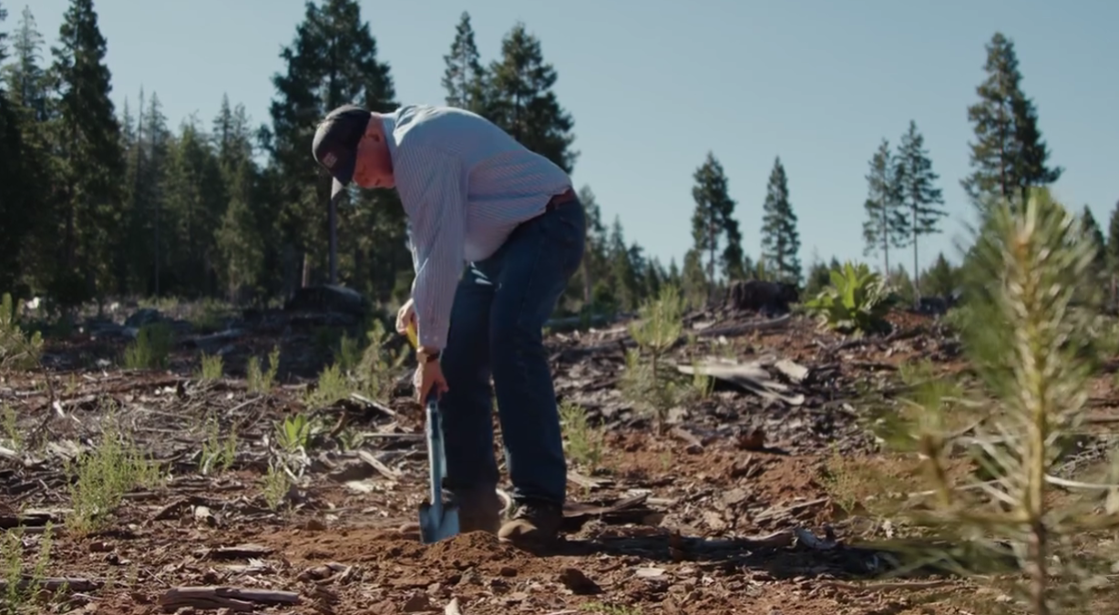 Sierra Pacific plants 300 millionth seedling