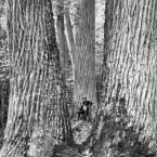 Reviving the American Forest with the American Chestnut