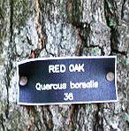 Bark_red_oak.jpg