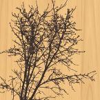 BioSurf-2DL-tree-Stratus-sustainable-laminates-145.jpg