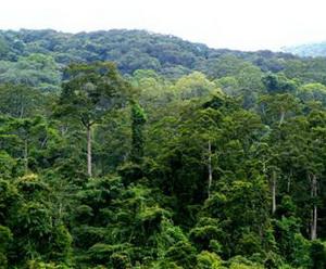 ChineseForestland300.jpg