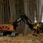 Columbia-Hybrid-Poplar-Video-145.JPG