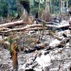 Congo-Forest-Slash-Burn145.jpg