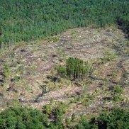 Forestasbiofuel145.jpg Forestasbiofuel145.jpg