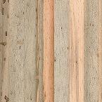 Kirei-pine-beetle-kill-thumb.jpg