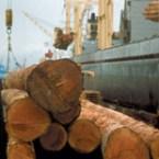China doubles wood buys from North America 
