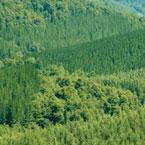 Masisa Sells Forestland to US Timber Group for $203 Million