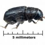 Pine-Mountain-Beetle-145.jpeg