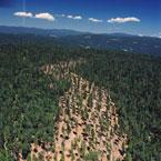 Second Largest U.S. Lumber Producer May Add Sawmill