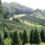 TreeFarm-145.jpg