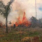 World-Bank-Illegal-Logging-145.jpeg