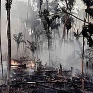 Brazil Forests May Be Protected by Last Minute Veto