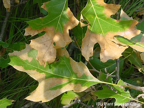 Oak-wilt-leaves-ISU.jpg