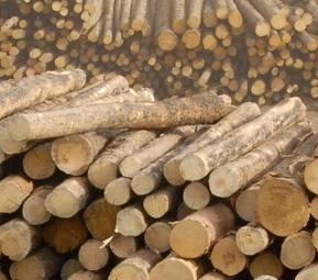 West-Fraser-logs.jpg