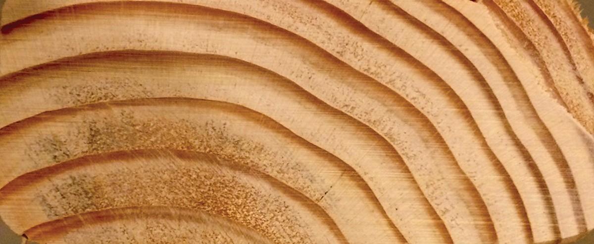 Wood-doctor-wood.jpg