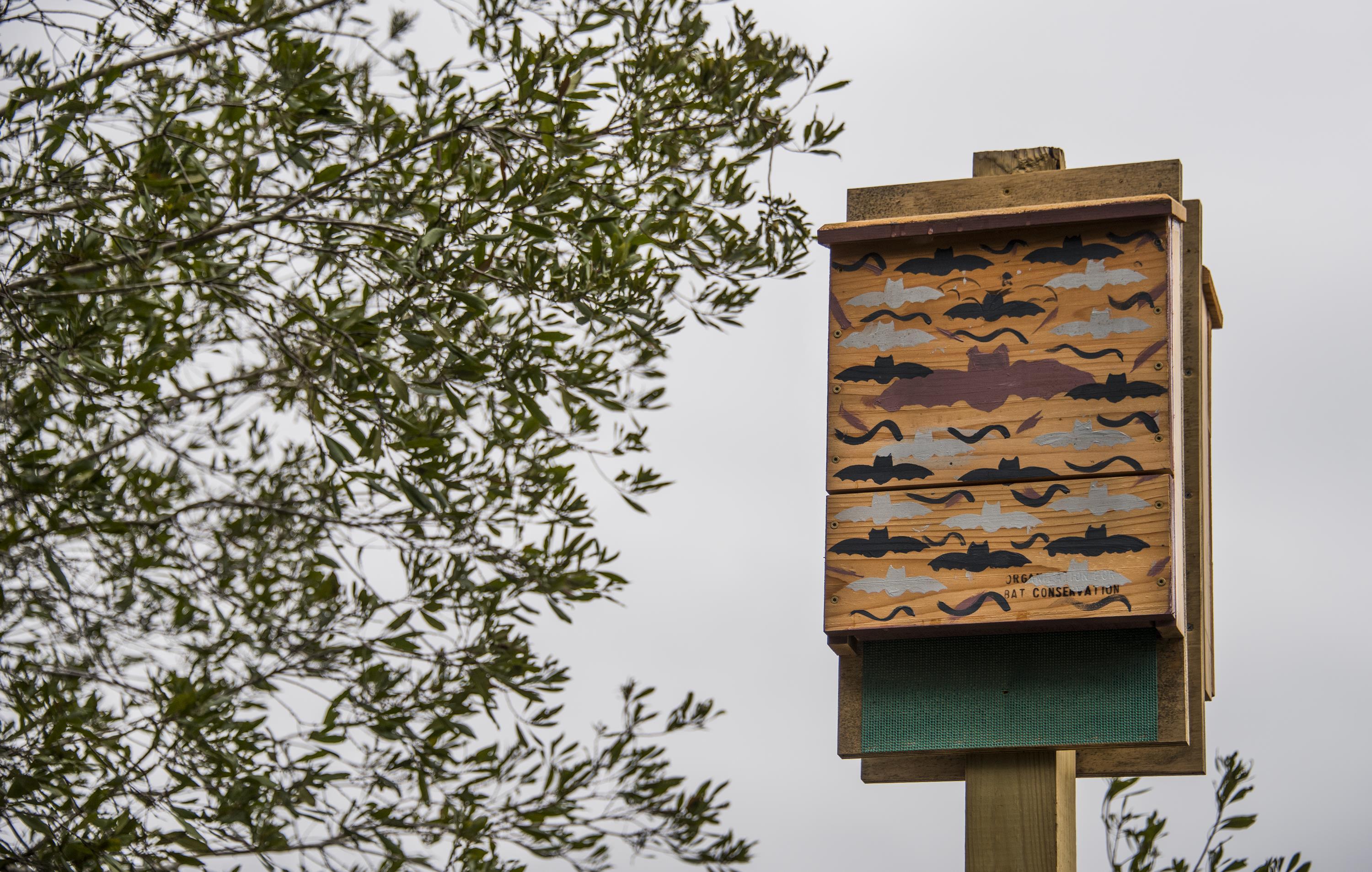 bat-house-conservation.jpg