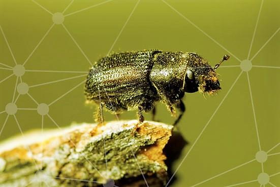 bugs-genome-image.jpg bugs-genome-image.jpg