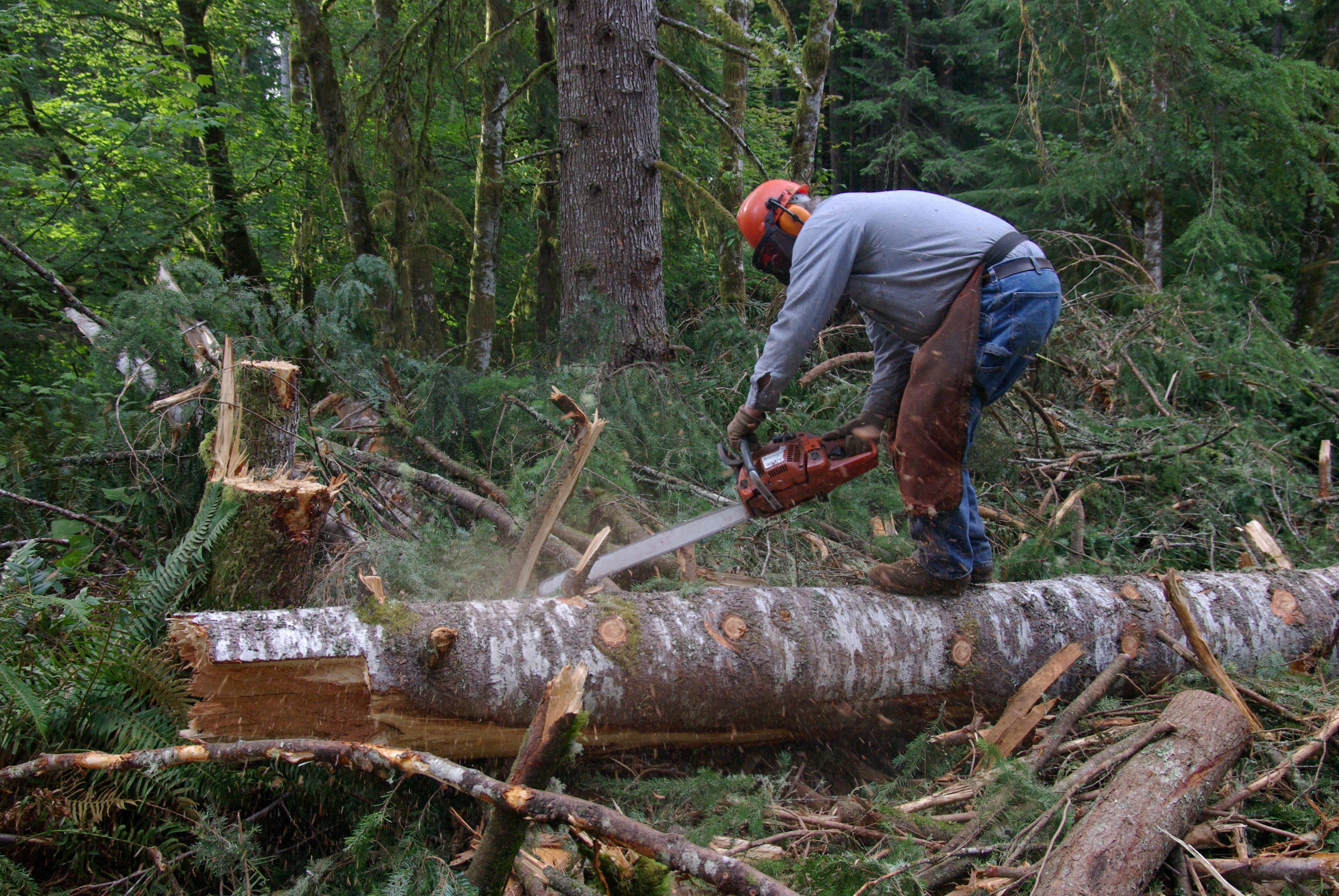 chainsaw-forest.jpg